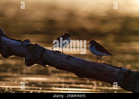 Common sandpiper (Actitis hypoleucos), two individuals resting against the light on a fallen tree, Naturpark Flusslandschaft Peenetal Stock Photo