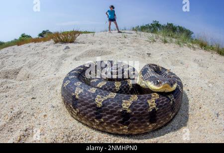 Eastern Hog-nosed Snake - Cape Cod National Seashore (U.S. National Park  Service)