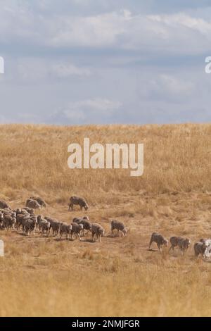 Sheep grazing in a grass paddock on an Australian farm, regional Victoria, Australia. Stock Photo