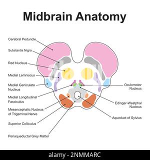 Midbrain anatomy, illustration Stock Photo