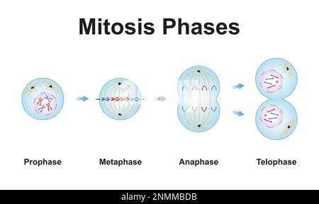 Mitosis phases, illustration Stock Photo - Alamy