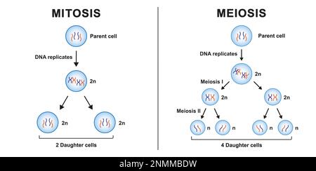 Meiosis Phases, Illustration Stock Photo - Alamy