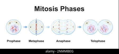 Mitosis phases illustration Stock Photo Alamy