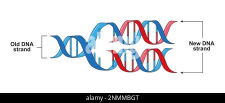 DNA replication, illustration Stock Photo