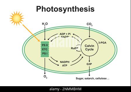 Photosynthesis, illustration Stock Photo