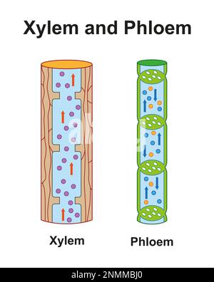 Xylem and phloem, illustration Stock Photo