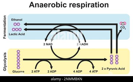 Illustration showing the metabolic pathways of anaerobic and aerobic ...