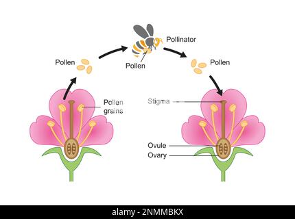 Insect pollination, illustration Stock Photo - Alamy