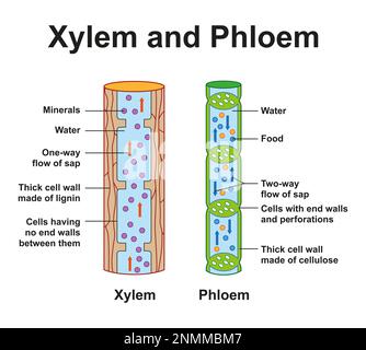 Xylem and phloem, illustration. Xylem and phloem tissues transport ...