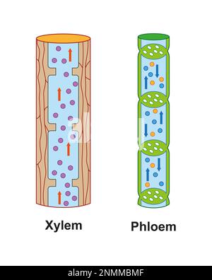 Xylem and phloem, illustration Stock Photo