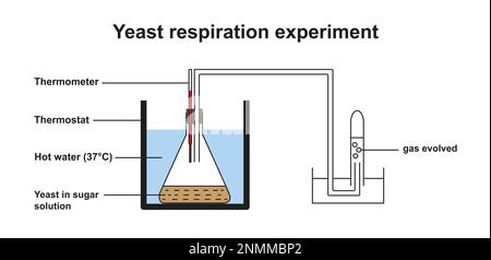 experiment of aerobic respiration