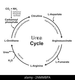 Urea cycle, illustration Stock Photo