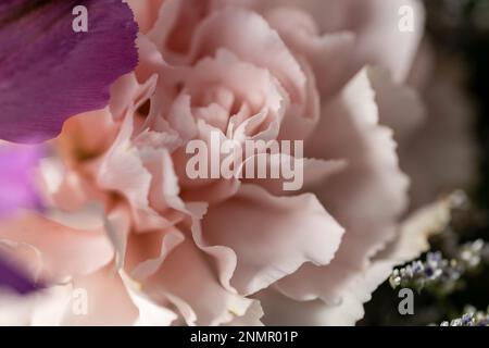 Full frame defocused macro abstract view of a pale pink carnation (dianthus caryophyllus) flower in an indoor florist bouquet Stock Photo