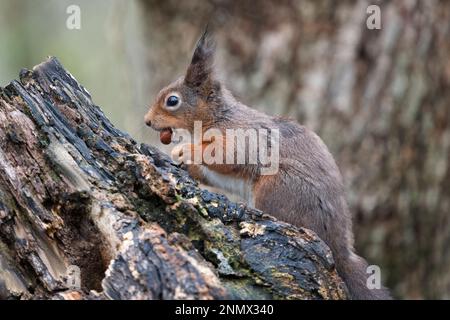 a close up profile portrait of a red squirrel with a hazelnut. Resting on an old log, taken in winter still showing the ear tufts Stock Photo