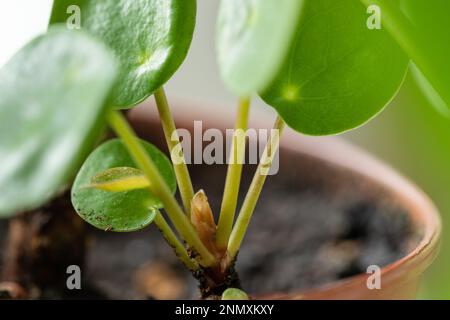 Closeup of sprout of Pilea peperomioides or pancake plant in terracotta pot. Chinese money plant Stock Photo