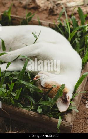 Vertical shot of a ginger barn cat sleeping comfortably on a box of grass showing the candid authentic moment of a simple sustainable rural life Stock Photo