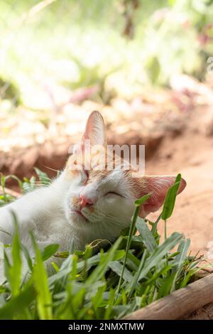 Vertical shot of a ginger barn cat laying peacefully on a box of grass showing the candid authentic moment of a simple sustainable rural life Stock Photo