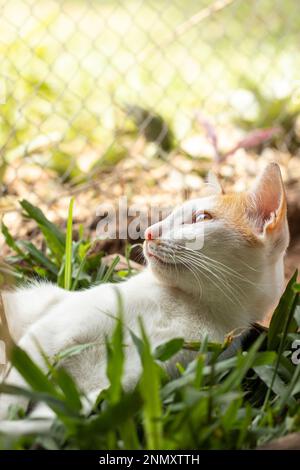 Vertical shot of a ginger barn cat laying peacefully on a box of grass showing the candid authentic moment of a simple sustainable rural life Stock Photo