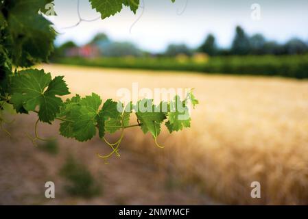 Vine against yellow field Stock Photo