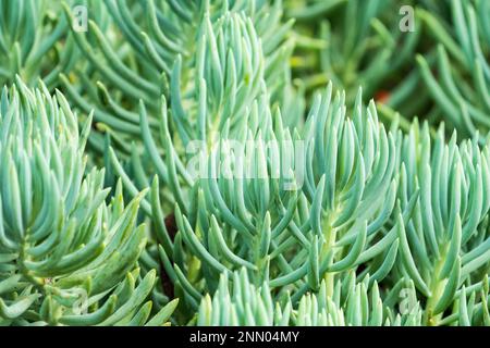 abstract nature background, backdrop or wallpaper of green succulent leaves up close concept garden plants Stock Photo