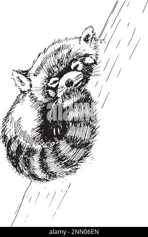Vector hand drawn illustration of sleeping Red panda in sketch style isolated on white background. Cute animal character. Stock Vector