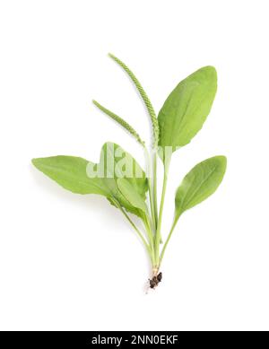 Broadleaf plantain with seeds on white background, top view. Medicinal herb Stock Photo