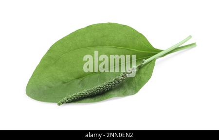 Green broadleaf plantain leaf and seeds on white background Stock Photo