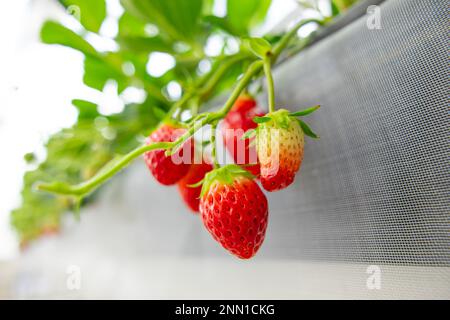 closeup strawberry grown in greenhouses plant. red fresh sweet fruit in clean farm Stock Photo