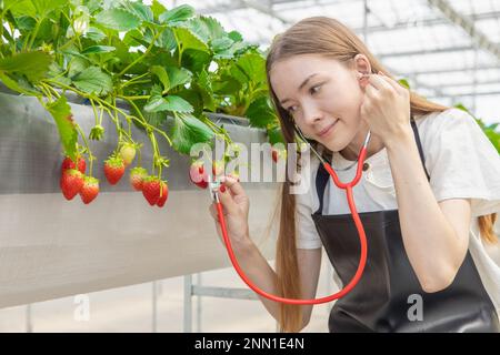 farmer planting strawberry fruit with love care for good best products concept. girl using stethoscope listening plant crops. Stock Photo
