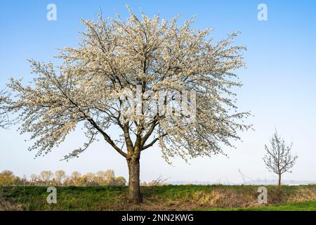 A white blooming cherry tree in spring, a second small tree beside it. Stock Photo