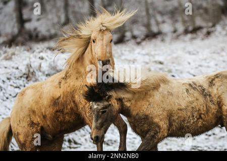 Hohenstein, Germany. 25th Feb, 2023. Icelandic horses playing in slush on a paddock covered with snow. During the night it has snowed on the Swabian Alb Credit: Thomas Warnack/dpa/Alamy Live News Stock Photo