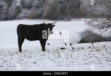 Hohenstein, Germany. 25th Feb, 2023. Several starlings and a water buffalo are walking on a meadow covered with snow. During the night it has snowed on the Swabian Alb Credit: Thomas Warnack/dpa/Alamy Live News Stock Photo