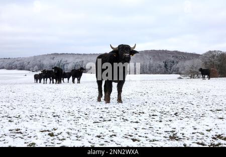 Hohenstein, Germany. 25th Feb, 2023. A herd of water buffalo stands on a meadow covered with snow. During the night it has snowed on the Swabian Alb Credit: Thomas Warnack/dpa/Alamy Live News Stock Photo
