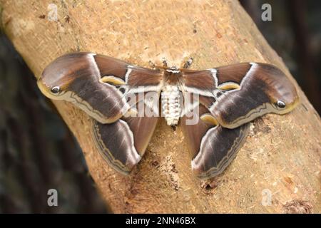 Samia Ricini Rearing Process The big nocturnal Eri silk moth Samia ricini resting Stock Photo - Alamy