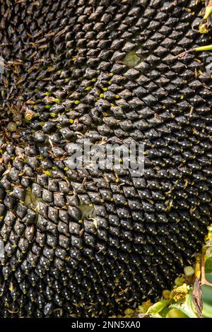 sun flowers seeds close up background sunny day on the agrocultural field. Stock Photo