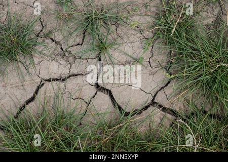 Growth of grass in drought land,Clay soil after rainy season. Stock Photo