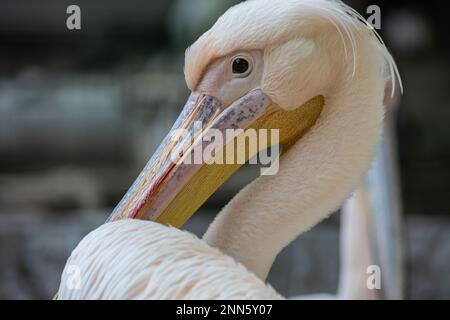 The Great white pelican - Pelecanus onocrotalus - also known as the Eastern white pelican. Bird scene. Beauty in nature. Animal portrait. Stock Photo