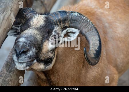 Portrait of a mouflon - Male mouflon with magnificent horn Stock Photo