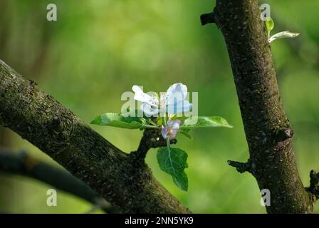apple blossom on a branch, in spring Stock Photo