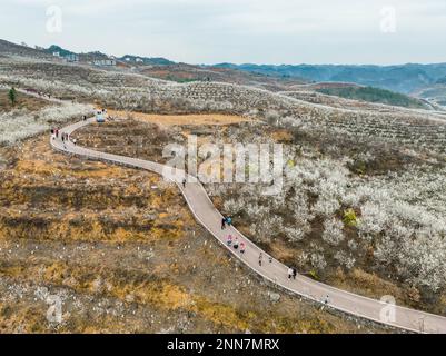 BIJIE, CHINA - FEBRUARY 25, 2023 - Tourists view cherry blossoms in full bloom in Taoying village of Bijie City, Southwest China's Guizhou Province, F Stock Photo