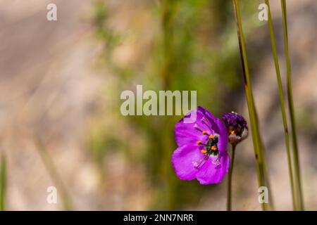 Single pink flower of Drosera cistiflora with blurry background and copyspace Stock Photo