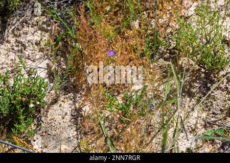 Group of plants of the rare yellow flowered form of the Sundew Drosera cistiflora Stock Photo