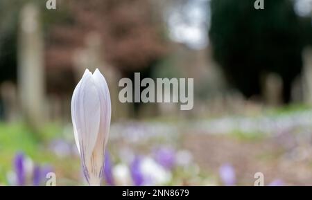 A single in focus crocus beside a pathway strewn with crocuses in Southampton Old Cemetery Stock Photo