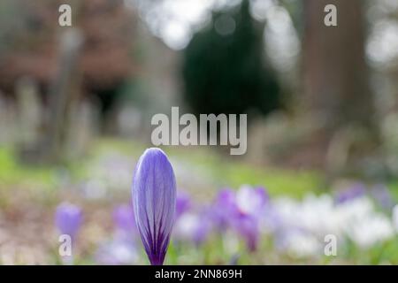 A single in focus crocus beside a pathway strewn with crocuses in Southampton Old Cemetery Stock Photo