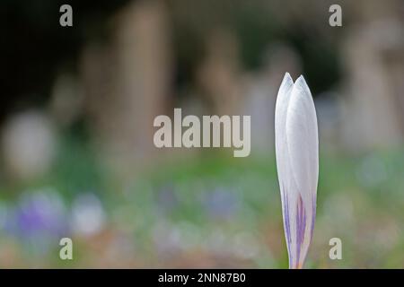 A single in focus crocus beside a pathway strewn with crocuses in Southampton Old Cemetery Stock Photo