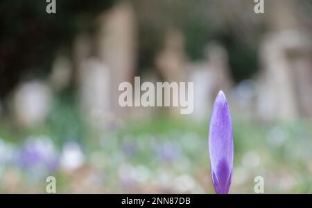 A single in focus crocus beside a pathway strewn with crocuses in Southampton Old Cemetery Stock Photo