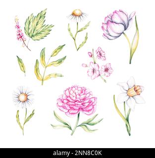 Watercolor set with spring flowers of peony, daffodil, chamomile, tulip, apple tree, currant on a white background for the design of packaging, postca Stock Photo
