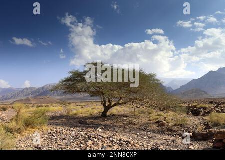 View over the Hamada rocky landscape in Wadi Feynan, Al-Sharat, Wadi Araba Desert, south-central Jordan, Middle East. Stock Photo