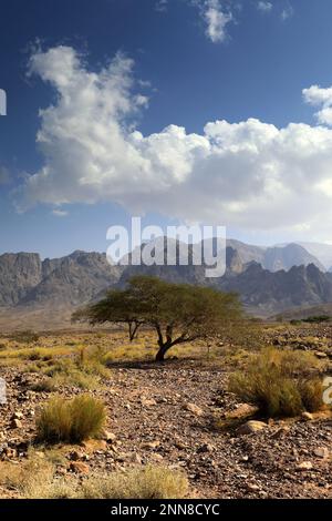 View over the Hamada rocky landscape in Wadi Feynan, Al-Sharat, Wadi Araba Desert, south-central Jordan, Middle East. Stock Photo