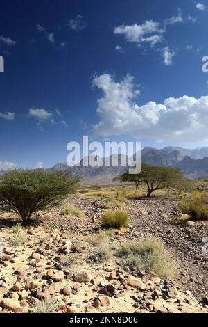 View over the Hamada rocky landscape in Wadi Feynan, Al-Sharat, Wadi Araba Desert, south-central Jordan, Middle East. Stock Photo